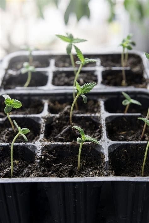 How To Germinate Cannabis Seeds A Guide For Beginners Artofit