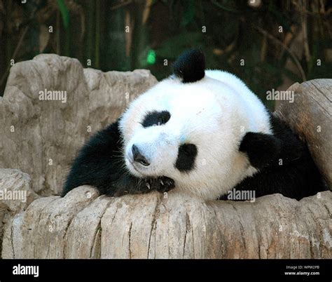 Panda Resting On Rocks In San Diego Zoo Stock Photo - Alamy