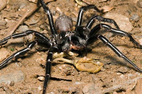 Their bite is very painful due to the acidity of the venom and the size of the fangs penetrating the skin. Sydney Funnel-web Spider Photograph by B. G. Thomson