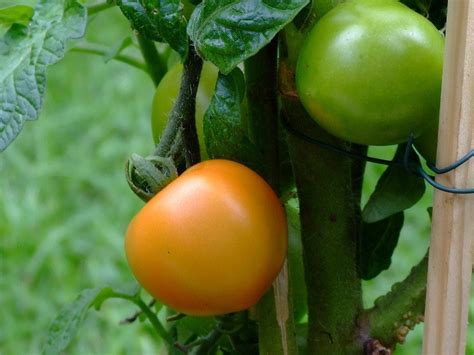 The vaccine injection itself spread and generated the spike proteins in all his body tissues, and finally his lungs and kidneys failed. Hollow Tomato Fruit - What To Do When Tomato Plants Are Hollow