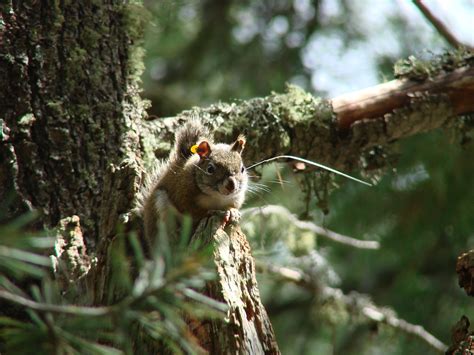 Crl Mount Graham Red Squirrel Monitoring Program Project Data