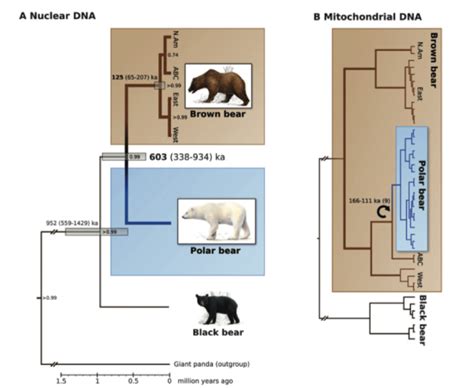 Polar Bear Evolutionary History Polar Bear Ursus Maritimus