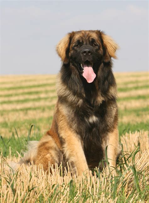 Leonberger | Hund | Wesen, Erziehung und Eigenschaften