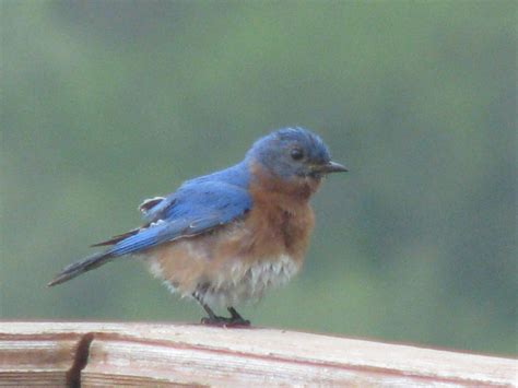 Little Bluebird Blue Bird Photobucket Photo