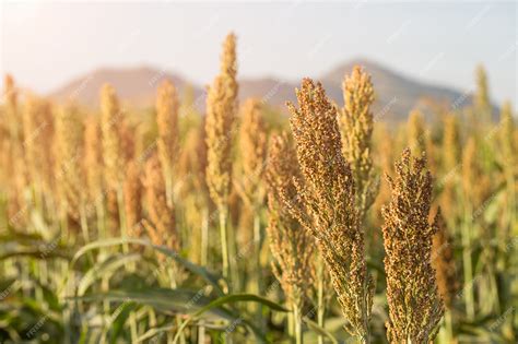 Premium Photo Millet Or Sorghum In Field Of Feed For Livestock