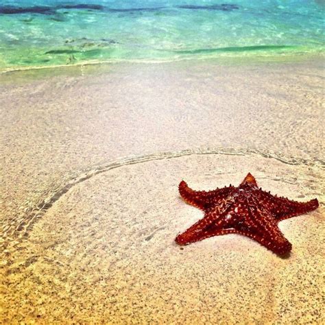 Located On The North Side Of The Island Starfish Point Is Known For It