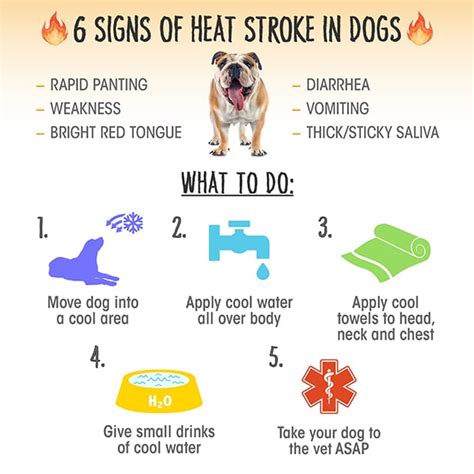 Heat Stroke In Dogs Causes Signs And Treatment Dogster