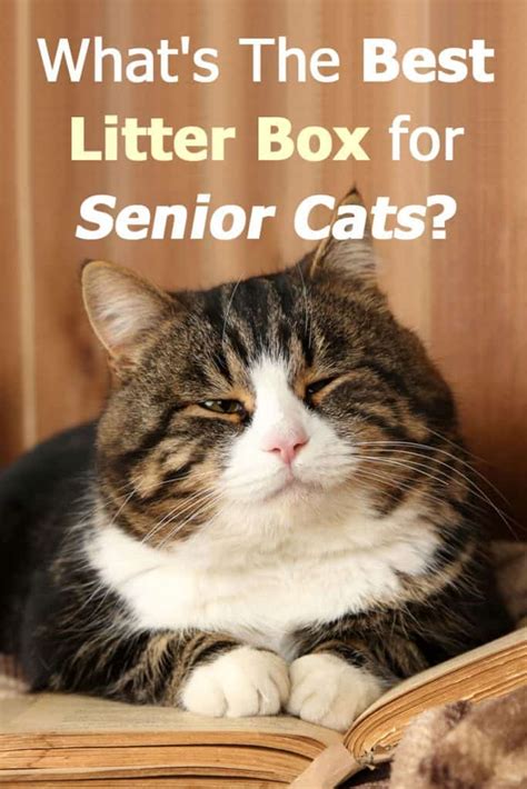 Elsey's, world's best, tidy cats, and more. What's The Best Litter Box for Senior Cats? - Litter-Boxes.com