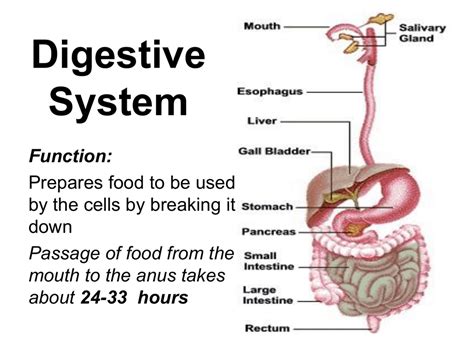 The Digestive System The Function Of The Cafevienape