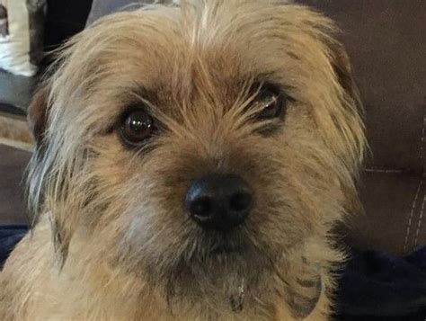 Cairn terrier mixes are characterized by a courageous and tenacious nature, besides being a sensible, friendly, and intelligent family companion. 28 Cairn Terrier Mix Breeds - The Popular and Adorable ...