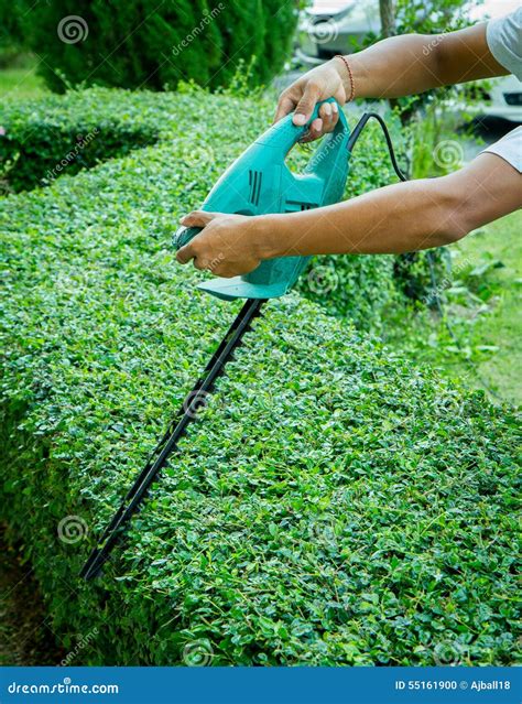 A Man Trimming Hedge With Trimmer Machine Stock Photo Image Of