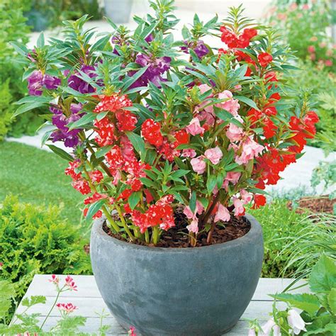 Di bawah bakau ada itik bunga merekah di atas bangku wahai engkau gadis cantik maukah jadi pacarku? Jual Biji Benih Bunga Pacar Air Mix / Impatiens Balsamina ...