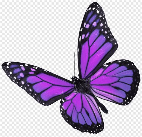 Looking to buy monarch butterfly release packages? Pin by Максим Мойсейченко on Nail Art in 2020 | Purple butterfly tattoo, Butterfly clip art ...