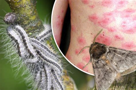 Toxic Insect Warning Britain To Face Swarm Of Poisonous