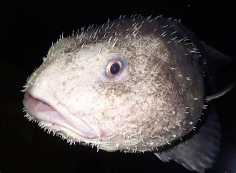 10 Amazing Facts About Blobfish That Will Surprise You