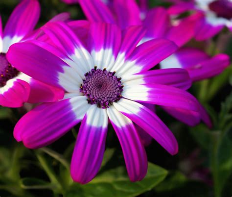 Muitas Flores Possuem Pétalas Coloridas E Perfumadas E Produzem Néctar