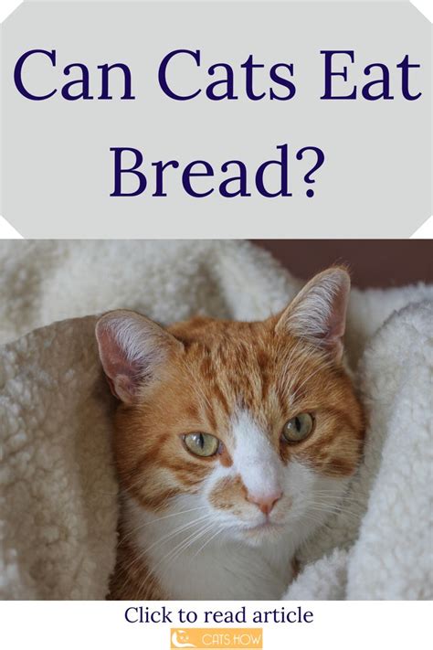 Can Cats Eat Bread Cat Eating Cats Cat Dad