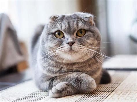 25 Cutest Cat Breeds Ranked Always Pets