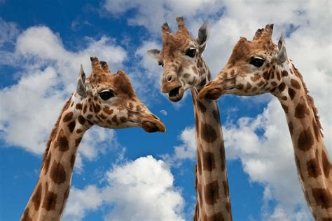 How Are The Giraffes Long Necks Adapted To Their Lifestyle