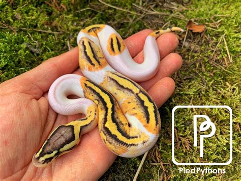 Firefly Pied Ball Python By Pied Pythons Morphmarket