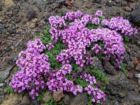 Iceland Flowers By Waddi Waddij Planting Flowers Plants Garden