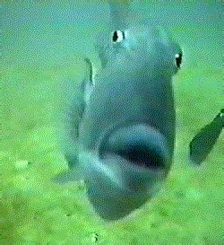 Kumpulan Animasi Bergerak Ikan - ANIMASI DAN GAMBAR BERGERAK