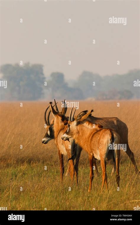 Roan Antelope Hippotragus Equinus In Busanga Plains Kafue National