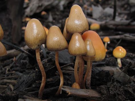 Psilocybe Pelliculosa The Ultimate Mushroom Guide