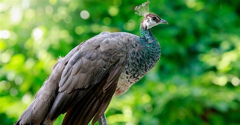 Female Peacocks Male Vs Female Identification Guide Birdfact