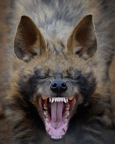 African Wild Dog Showing Its Teeth Rbadassanimals