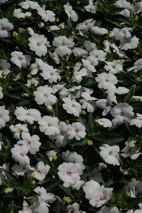 A diverse combination of annual and perennial wildflowers, this seed mix will keep the deer away and the flowers. Sun Harmony™ Violet New Guinea Impatiens (Impatiens 'Sun ...