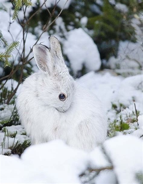 Shy White Rabbit In The Snow Winter Animals Animals Beautiful Cute