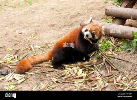 China Red Panda O Panda Menor Base De Investigación De Crianza De