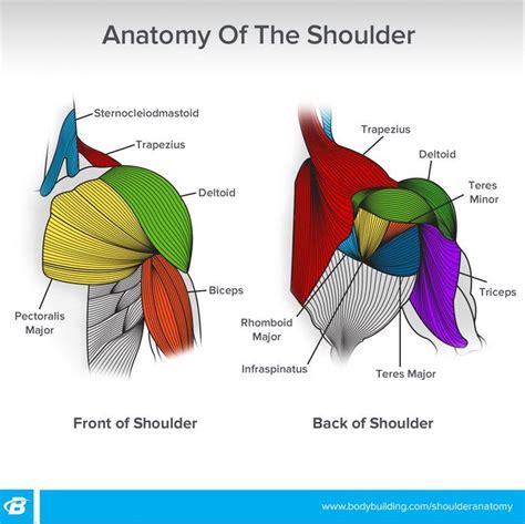 Diagram Of Shoulder Muscles And Tendons 10 Facts About Tendons