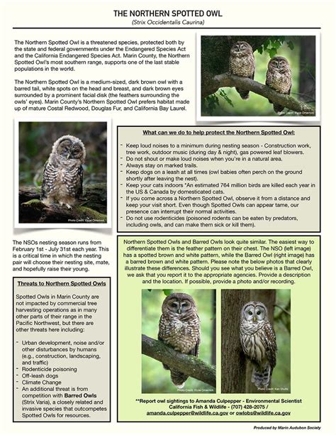 Conservation Northern Spotted Owl Marin Audubon Society