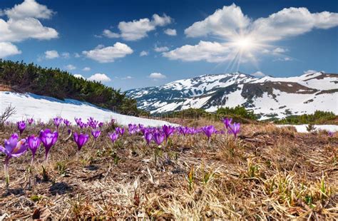 Field Of Blooming Crocuses Stock Photo Image Of Nature 29967046