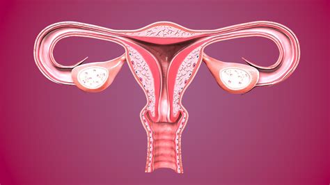 Vaginal Bleeding Uterine Fibroids Medlineplus
