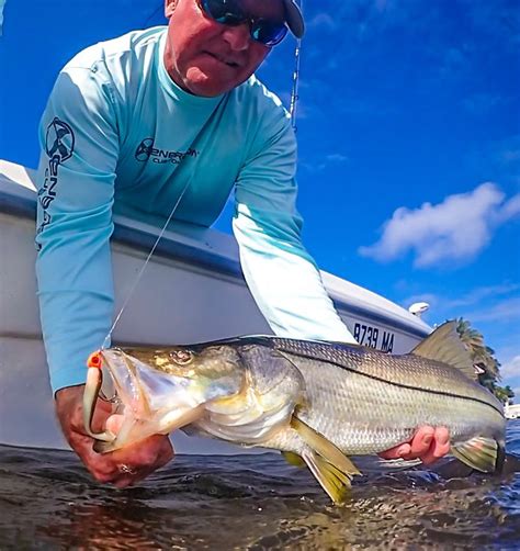 One Eyed Snook Caught On Doa Cal 3 Shad Tail Snook Fishing