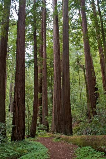 Redwood Trees Lovetoknow