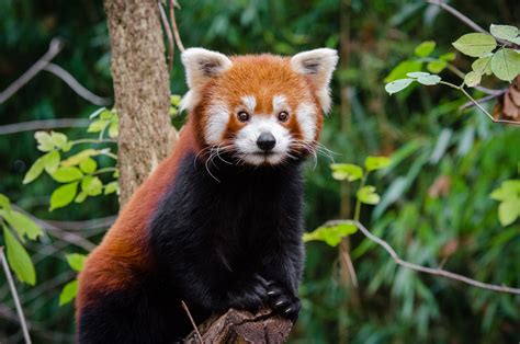 Top 20 What Do Red Pandas Eat