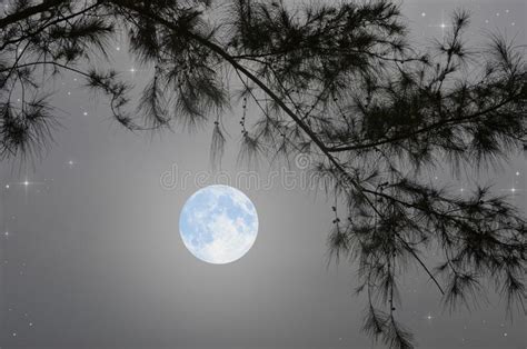 White Full Moon And Pine Branches With Leaves In Winter Night Stock