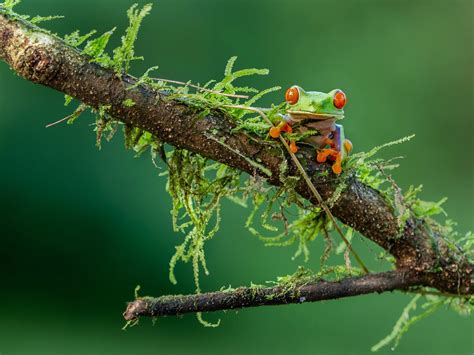 10 Mind Blowing Facts About The Red Eyed Tree Frog The Environmentor