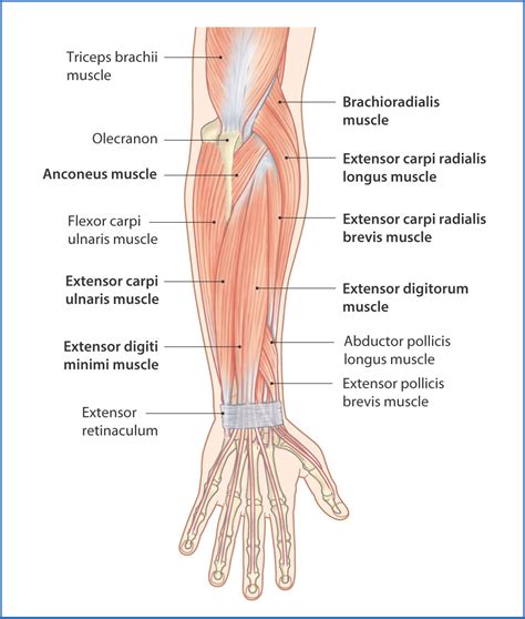 Picture Of Forearm Muscles And Tendons Muscles Of The Anterior