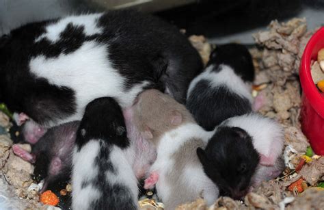 The Pile Of 8 Panda Hamsters With Their Mom Cute Hamsters Syrian