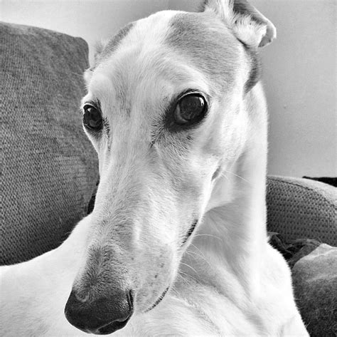 Beautiful Grey Dog Expressions Greyhound Pictures Black And White Dog