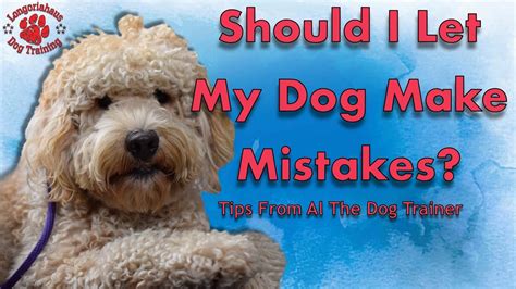 Why Should I Let My Dog Make Mistakesdogs To Make Mistakes Best Dog