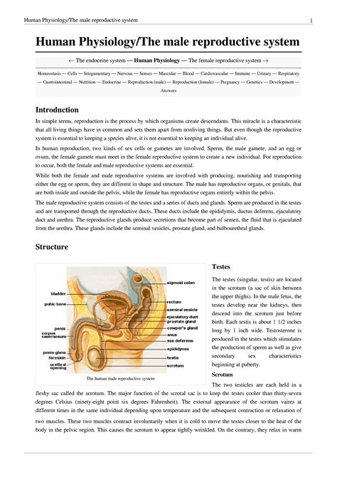 The Male Reproductive System Human Male Reproductive System 1 Human