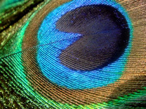 Macro Peacock Feather A Photo On Flickriver