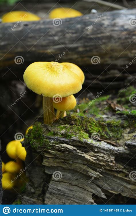 Yellow Mushrooms Grow On Fallen Tree Trunks With Moss In The Forest