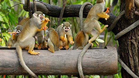 Squirrel Monkey Singapore Zoo Wildlife Reserves Singapore